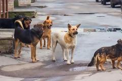 Είναι τελικά φιλόζωοι οι «φιλόζωοι»;