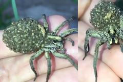 Αράχνη κουβαλάει εκατοντάδες μωρά στην πλάτη της πάνω στο χέρι γυναίκας [video]