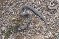 Λαμία: Στο Νοσοκομείο ηλικιωμένος από δάγκωμα φιδιού