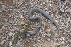 Λαμία: Στο Νοσοκομείο ηλικιωμένος από δάγκωμα φιδιού