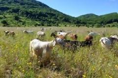 Kαταρρέει η κτηνοτροφία από την εισαγωγή νωπού γάλακτος και την πτώση των τίμων