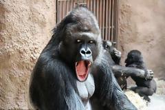 Ένα γορίλας με… φωτογένεια!