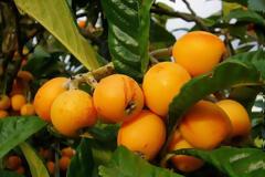 Μούσμουλα για πίεση, χοληστερίνη, εντερικά προβλήματα, δέρμα, μάτια, δόντια, αδυνάτισμα, κατά του καρκίνου