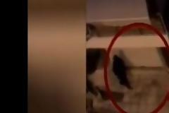 Η στιγμή που οι ΕΚΑΜίτες συλλαμβάνουν τους δύο αλβανούς επικίνδυνους δραπέτες