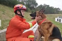 Ο σκύλος - ήρωας του σεισμού που έσωσε τη ζωή 13 ανθρώπων πριν από ακριβώς δέκα χρόνια