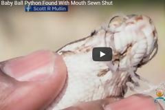 Καθόταν στην αυλή του και είδε αυτό το φίδι - Όταν πρόσεξε το στόμα του, του κόπηκαν τα πόδια