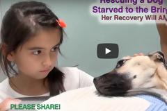 Έσκυψε και κοίταξε στα μάτια το σκυλάκι που χαροπάλευε - Δευτερόλεπτα αργότερα παγώσαμε