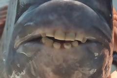 Ψάρι με ανθρώπινα δόντια σπέρνει τον τρόμο στους ψαράδες της Αμερικής [photos]