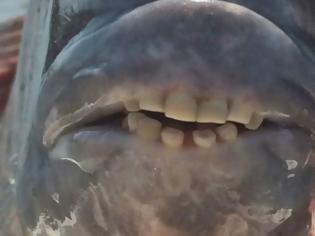 Φωτογραφία για Ψάρι με ανθρώπινα δόντια σπέρνει τον τρόμο στους ψαράδες της Αμερικής [photos]