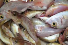 Φτιάξτε την τέλεια παγίδα για τα ψάρια σε 30 δευτερόλεπτα [video]