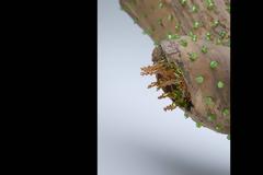 Εύθραυστη ομορφιά: η φύση γίνεται γλυπτά από γυαλί που αποπλανούν το Παρίσι