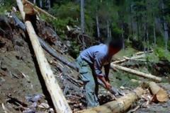 Φθιώτιδα: Τον έριξε στο γκρεμό το δέντρο που έκοβε