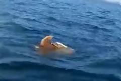 Σπάνιο θέαμα στην Αργολίδα: Θαλάσσιες χελώνες... ζευγαρώνουν μέσα στη θάλασσα Video