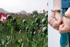 Συλλήψεις για μεγάλη φυτεία με οπιούχες παπαρούνες