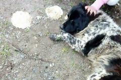 Συνεχίζονται οι θανατώσεις ζώων στις Ερυθρές