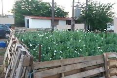 3700 οπιούχες παπαρούνες εντόπισαν στη Θήβα - Για πρώτη φορά στην Ελλάδα τέτοια ποσότητα