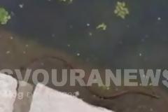Μαζί με τις ζέστες....εμφανίστηκαν φίδια και νερόφιδα στην Καστοριά