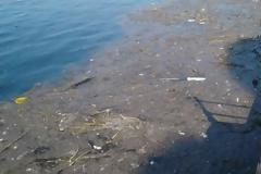 Φωτογραφίες: Γεμάτος φυτοπλαγκτόν και σκουπίδια ο Θερμαϊκός
