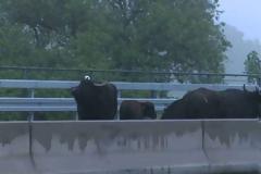 Ο Αυτοκινητόδρομος Α3 της Γερμανίας έκλεισε για 8 ώρες λόγω... βουβαλιών!