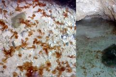 Αποικία με τσούχτρες εντοπίστηκε σε σπηλιά στον Κορινθιακό