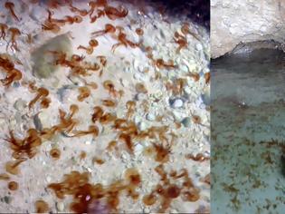 Φωτογραφία για Αποικία με τσούχτρες εντοπίστηκε σε σπηλιά στον Κορινθιακό