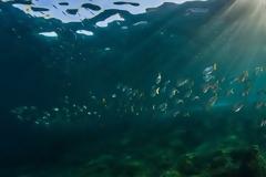 Πρωτοβουλία για τη δημιουργία θαλάσσιας προστατευόμενης περιοχής Σαντορίνης