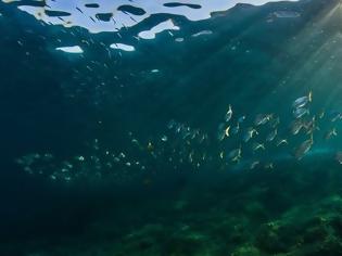 Φωτογραφία για Πρωτοβουλία για τη δημιουργία θαλάσσιας προστατευόμενης περιοχής Σαντορίνης