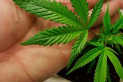 Ελεύθερη η καλλιέργεια ιατρικής κάνναβης στην Ελλάδα – Δημοσιεύτηκε η υπουργική απόφαση