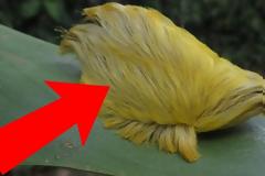 Αν ποτέ δεις αυτό το πλάσμα, τρέξε μακριά και ζήτα βοήθεια!