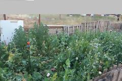 Όλες οι λεπτομέρειες για τις οπιούχες παπαρούνες από τον Σταύρο Κουτουλογένη