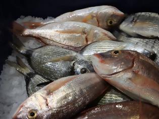 Φωτογραφία για Κατασχέθηκαν 30 κιλά ακατάλληλα ψάρια σε εστιατόρια του Πειραιά