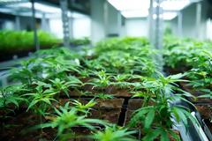 Νόμος του Κράτους η ελεύθερη καλλιέργεια της ιατρικής κάνναβης