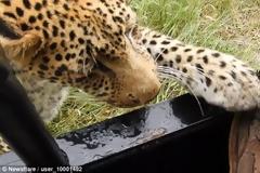 Άφησε τη λεοπάρδαλη να έρθει πολύ κοντά και είχε αυτή την κατάληξη