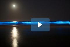 Η «απίστευτη» βιοφωταύγεια δίνει στην Καλιφόρνια μια απόκοσμη μπλε λάμψη [video]