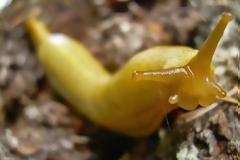 Πώς θα ξεφορτωθείτε τους γυμνοσάλιαγκες από τα φυτά σας χωρίς χημικά