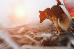 «Ηλεκτρονικός σκύλος διάσωσης» εντοπίζει ανθρώπους σε περίπτωση σεισμού