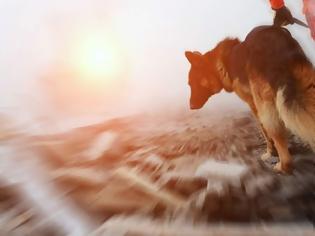 Φωτογραφία για «Ηλεκτρονικός σκύλος διάσωσης» εντοπίζει ανθρώπους σε περίπτωση σεισμού