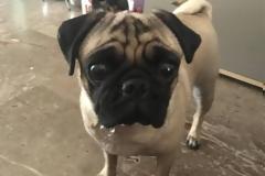 Πραγματική ευλογία: Η στιγμή που γυρίζεις σπίτι και σε υποδέχεται το σκυλί σου