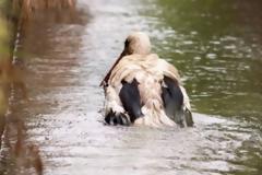 Λαμία: Έσωσε τον πελαργό που είχε πέσει σε κανάλι