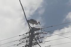 Ένας πελαργός έκανε την εμφάνισή του, σήμερα στα ΠΑΛΙΑΜΠΕΛΑ (ΦΩΤΟ: Στέλλα Λιάπη)