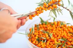 Ιπποφαές. Η τροφή που μας γεμίζει υγεία και ενέργεια.