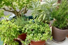 Ο εύκολος τρόπος να φύγουν τα ζωύφια από τις γλάστρες σας