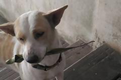 Αδέσποτο κουτάβι εμφανίζεται κάθε μέρα με ένα φύλλο - Δεν πάει το μυαλό σας γιατί! [video]