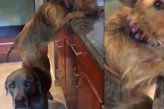 Σκύλος σκαρφαλώνει σε έναν άλλον για να κλέψει φαγητό από τον πάγκο της κουζίνας