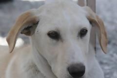 Παραλίγο τραγωδία στο Αγρίνιο: Αγοράκι σώθηκε την τελευταία στιγμή από φόλα