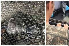 Δάσκαλος έπνιξε δυο ρακούν μπροστά στα μάτια των μαθητών του επειδή έφαγαν την κότα που μεγάλωνε η τάξη του