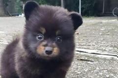 Απίστευτο: Υιοθέτησαν κουτάβι, τους βγήκε κάτι... πολύ μεγαλύτερο (Video)