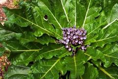 Η ιστορία και οι χρήσεις του μαγικού μανδραγόρα