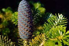 Τα άνθη στην Αρχαία Ελληνική Μυθολογία