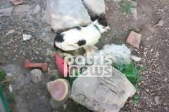 Δίβρη: Δηλητηρίασαν δυο σκυλάκια «φύλακες» μια μοναχικής γυναίκας